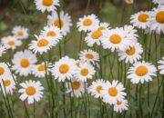 Bunga Daisy Melambangkan: Makna, Simbolisme, dan Pesan di Baliknya